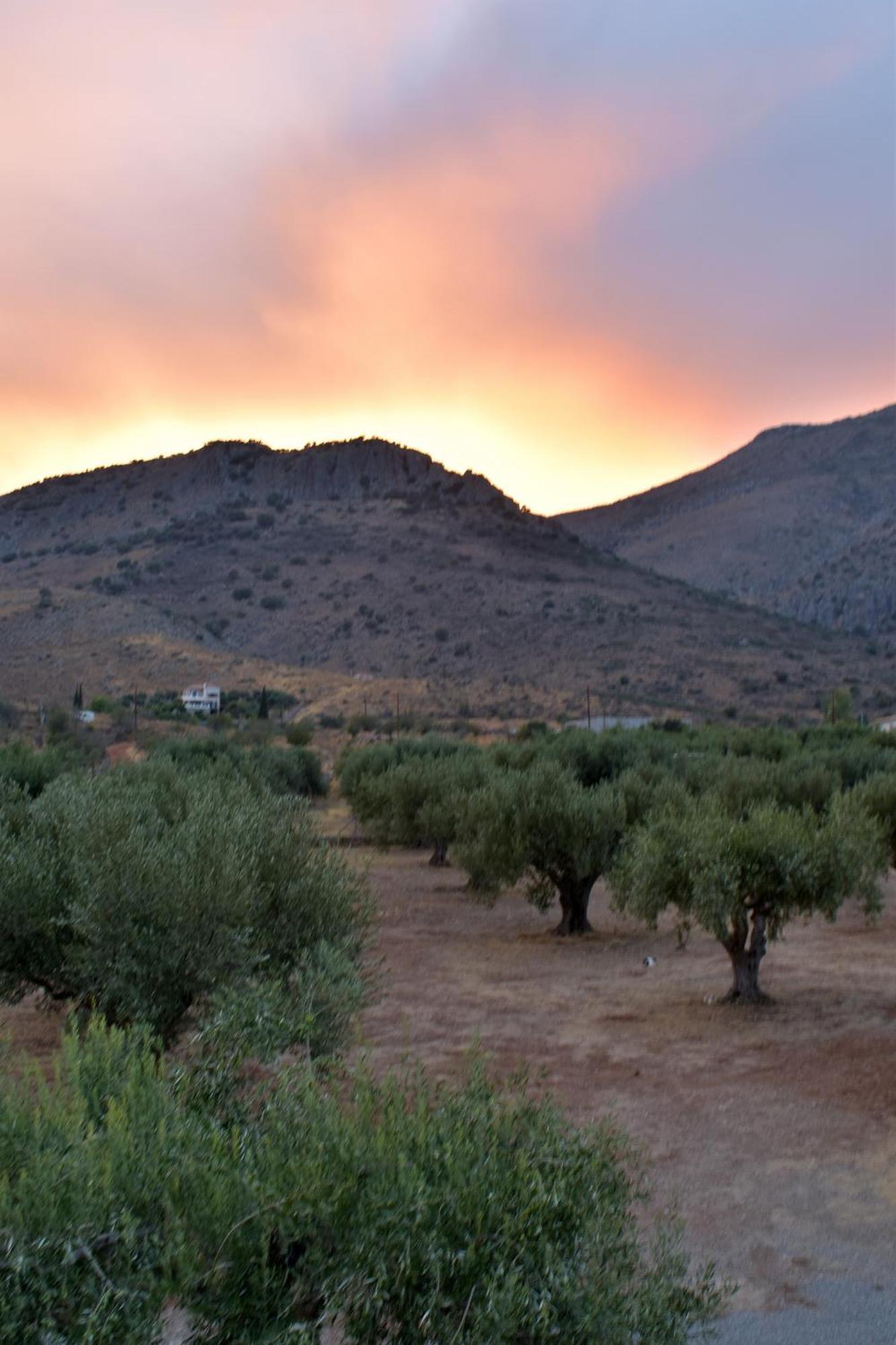Villa In The Olive Trees Galaxidi Exterior photo
